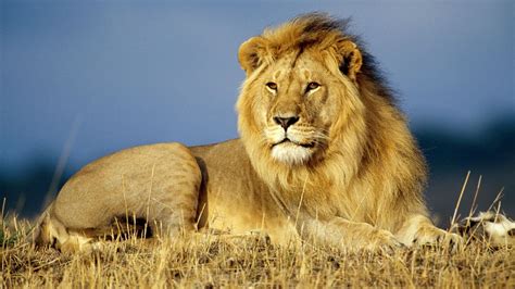 Wild Life .